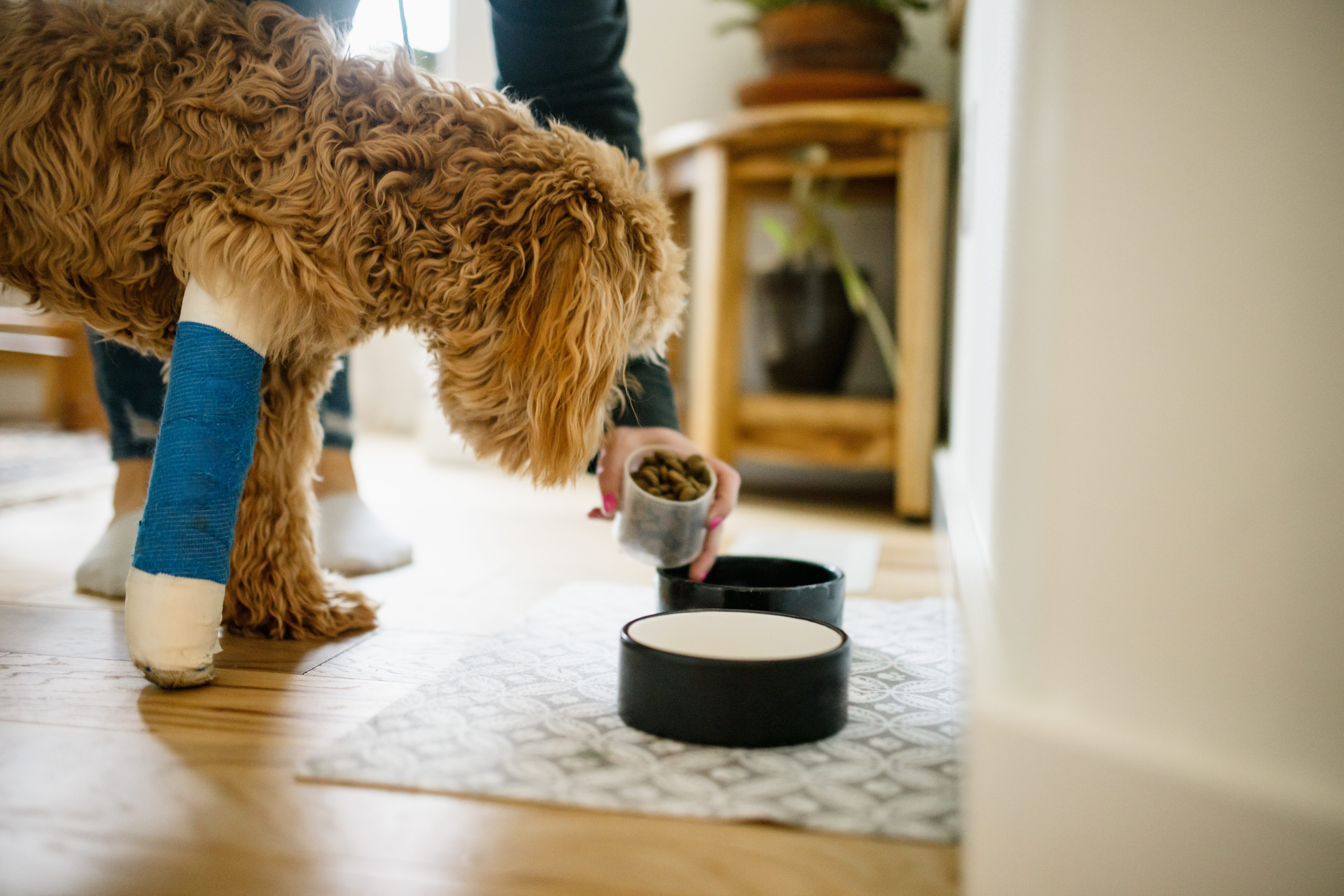A happy dog being cared for by Premier Paws Pet Care