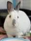 Binx - adult bunny